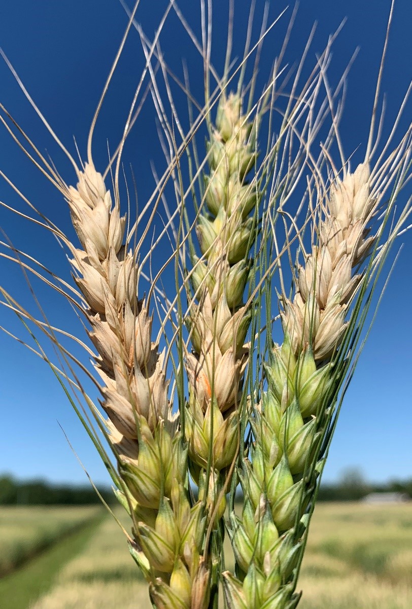 Infected and healthy sections of wheatjpg